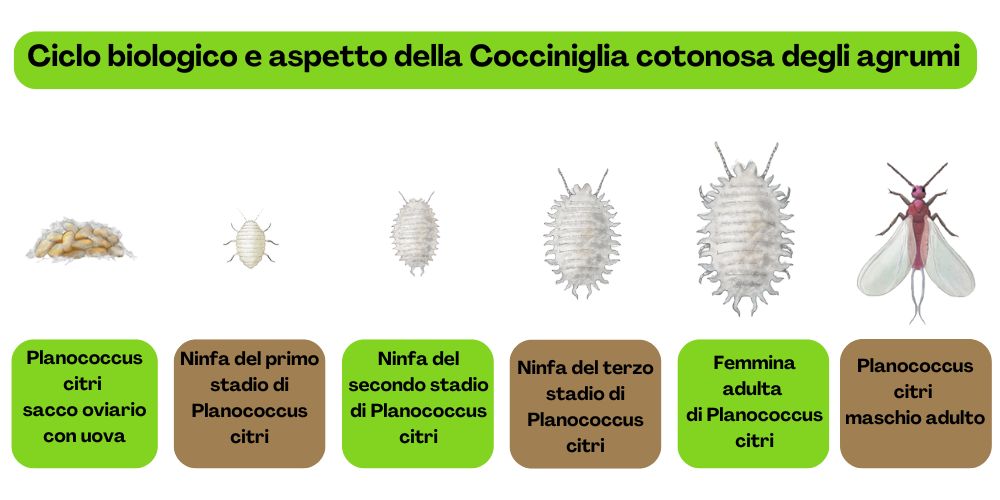 cocciniglia-cotonosa-degli-agrumi-planococcus-citri